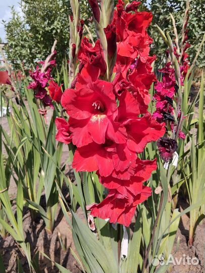 Пока стоп. Букеты Гладиолусы. Срежу по заявке