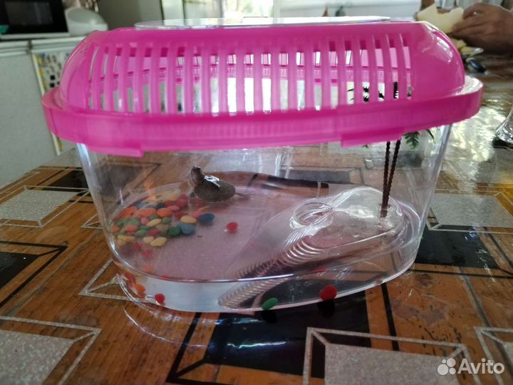 Черепаха с домиком