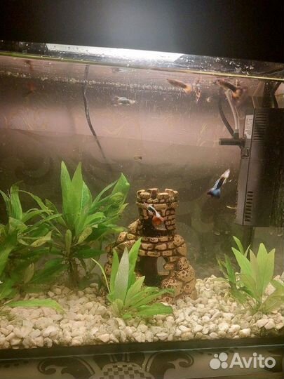 Аквариум с оборудованием