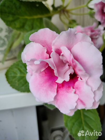 Глоксиния махровая