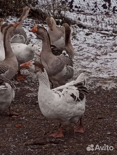Гусьи Холмогоры и помес Линда и крупный серый