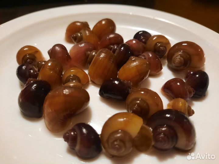 Ампулярия улитка