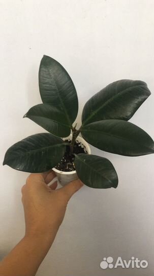Фикусы подросшие