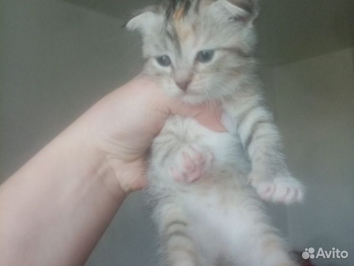 Вислоухие котята