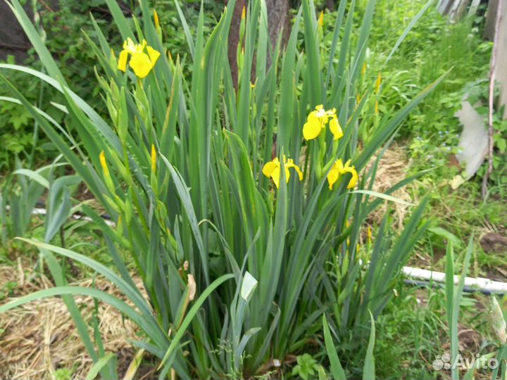 Лилейники и ирисы