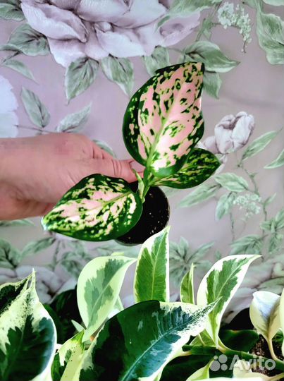 Аглаонемы Сортовые