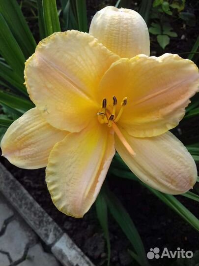 Лилейники сортовые