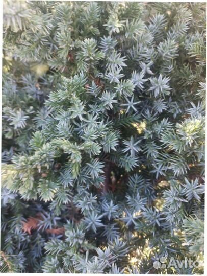 Можжевельник китайский Blue Alps