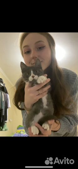 Серый котик