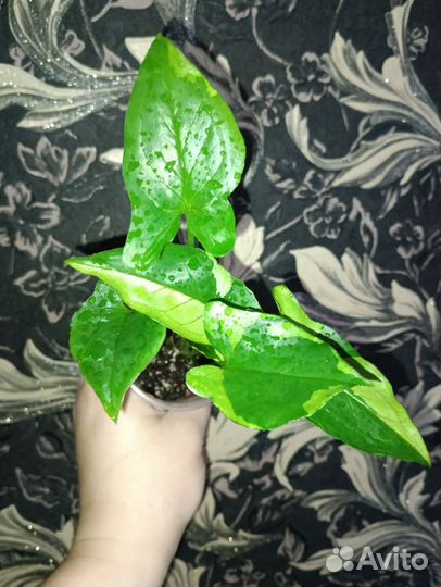 Сингониумы