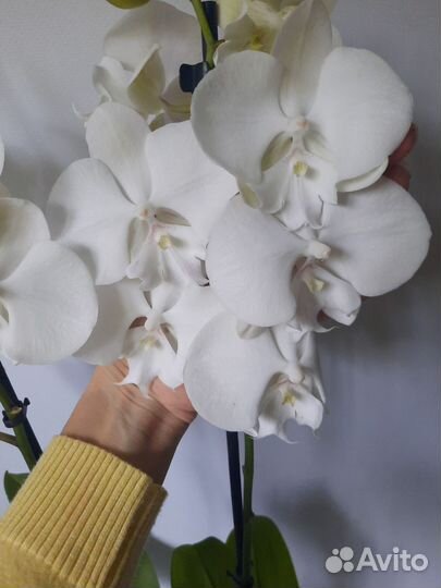 Орхидея биглип Manta Mindoro