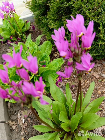 Многолетние садовые цветы