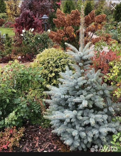 Голубая красавица Глаука Мисти Блю