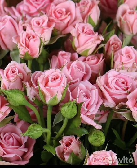 Роза кустовая 51 шт букеты Тольятти Самарская обл