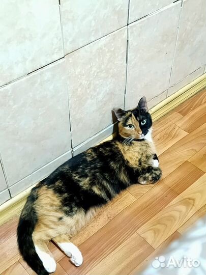 Кошечка в добрые руки
