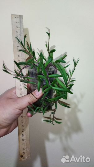 Крестовник оттона