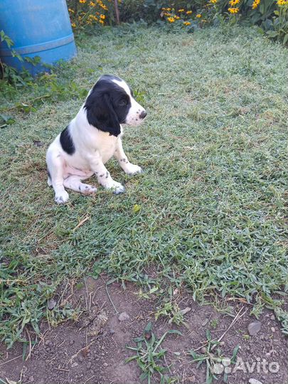 Щенки русского спаниеля