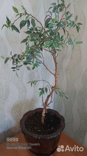 Бенджамина