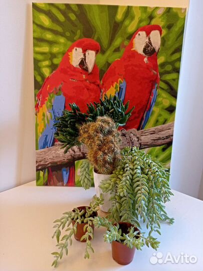 Очиток моргана