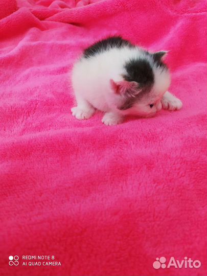 Котята в добрые руки бесплатно коты