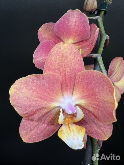 Орхидея фаленопсис Горизонт