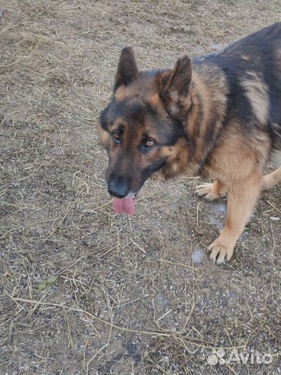 Немецкие щенки