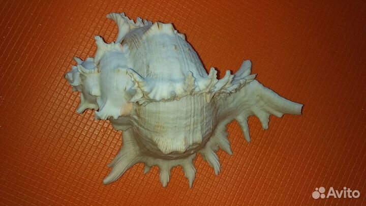 Морские ракушки раковины