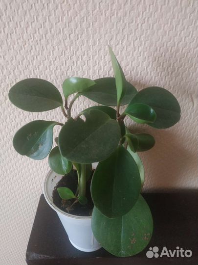 Сеткреазия