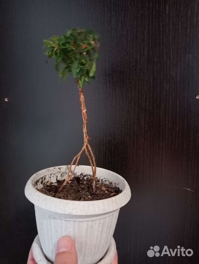 Гранат комнатный