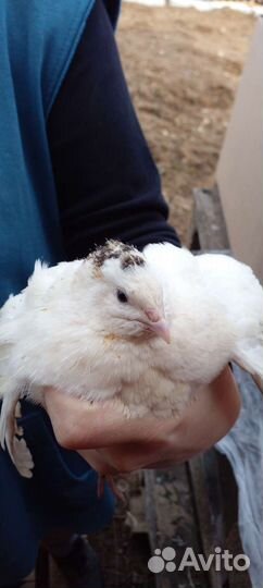 Перепела несушки