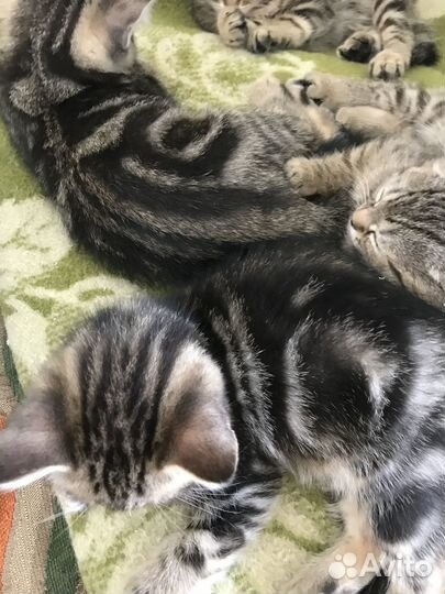 Британские котята