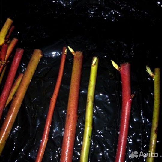 Голубика Гигантская черенки