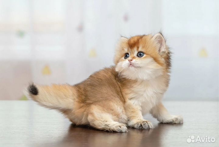 Британская девочка