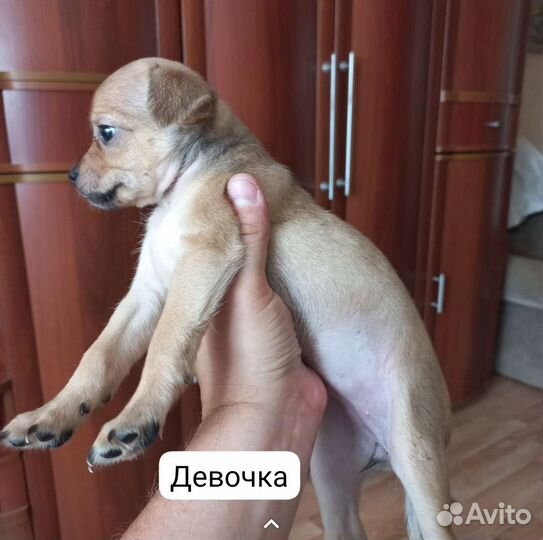 Мини той-терьер щенки