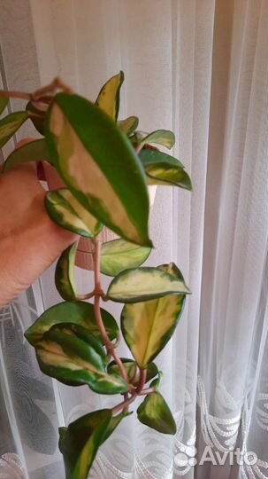 Хойя и дисхидии