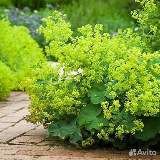 Манжетка мягкая зкс