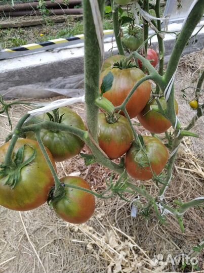 Семена помидоров