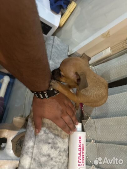 Щенки чихуахуа мини мальчик