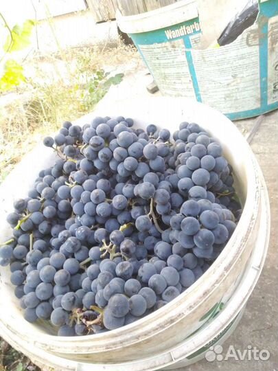 Виноград изабелла