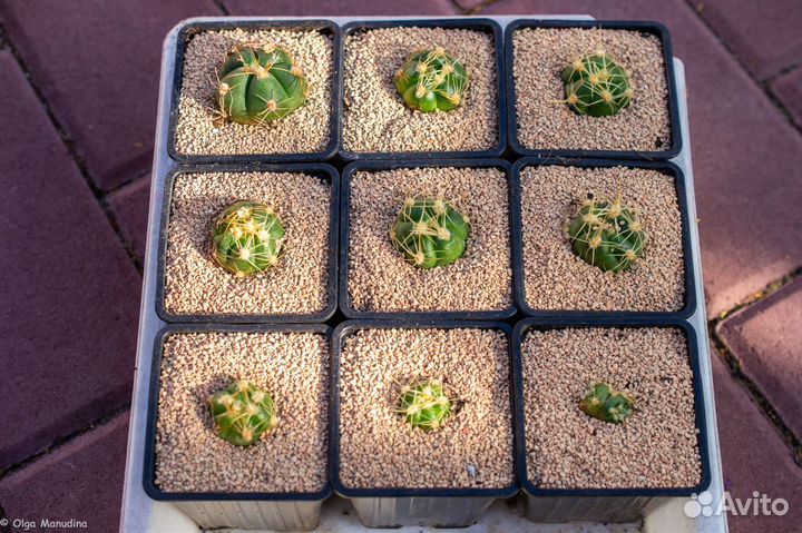 Кактус Эпифиллум, гимнокалициум Хорста