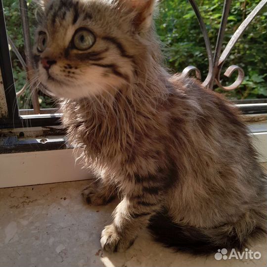 Котёнок сибирский лесной