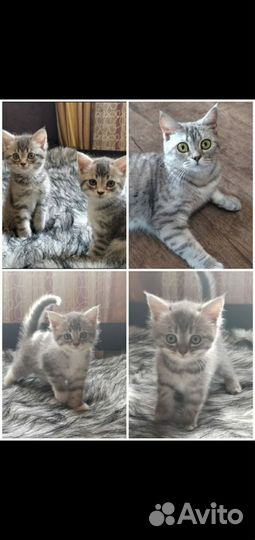 Кошка в дар