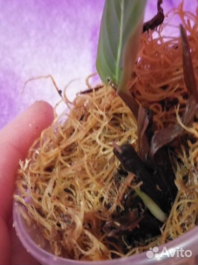 Калатея Дарк Стар