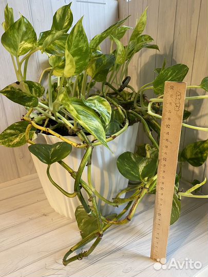 Сциндапсус крупные растения