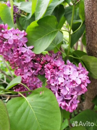 Саженцы сирени сортовой