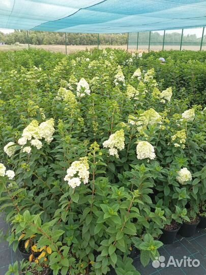 Гортензия метельчатая 2-х летка
