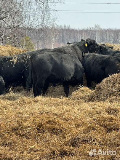 Быки абердин ангус
