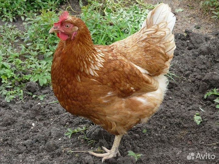 Куры молодки 3,5 мес самовывозом и с доставкой