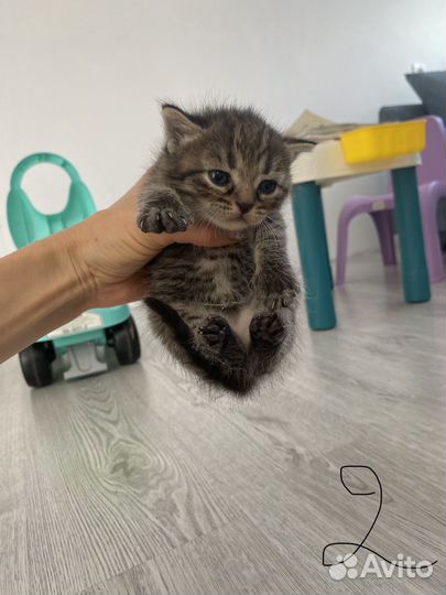 Британские котята