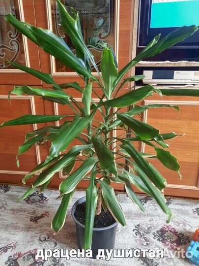 Драцена душистая